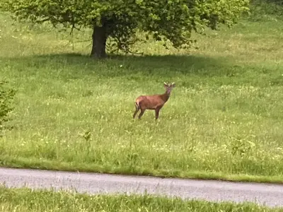 Animaux dans le séjour chez l'habitant ou à proximité