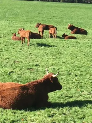 Animaux dans l'appartement ou à proximité