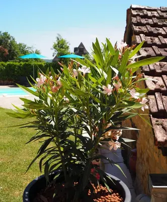 Piscine de l'établissement Le Clos de la Musardise - Gîtes de Charme avec Piscine Chauffée ou située à proximité