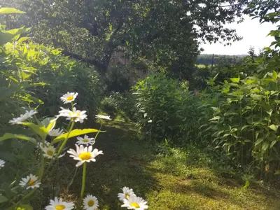 Jardin de l'établissement Le petit paradis, mini maison,nature,confort,calme