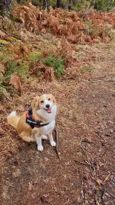 Animal ou animaux domestique(s) séjournant avec des clients dans l'établissement L'AnciennePoste