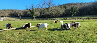 Animaux dans le B&B/chambre d'hôtes ou à proximité
