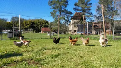 Animaux dans le B&B/chambre d'hôtes ou à proximité