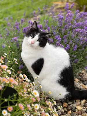 Animal ou animaux domestique(s) séjournant avec des clients dans l'établissement Ferme des Petites Oreilles 4 étoiles