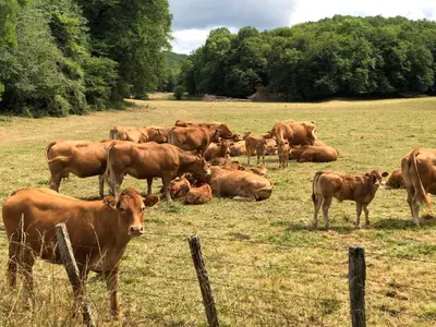 Animaux dans la maison de vacances ou à proximité