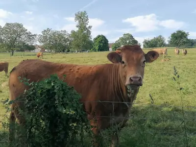 Animaux dans la maison de vacances ou à proximité