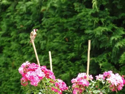 Jardin de l'établissement Relais des combrailles