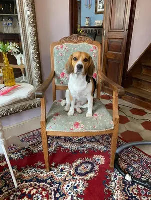 Animal ou animaux domestique(s) séjournant avec des clients dans l'établissement Fleur d’Iris
