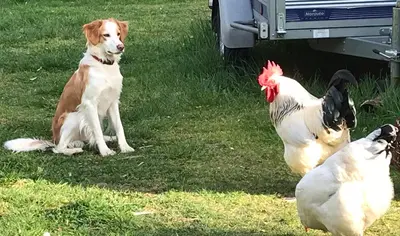 Animal ou animaux domestique(s) séjournant avec des clients dans l'établissement Il était une fois
