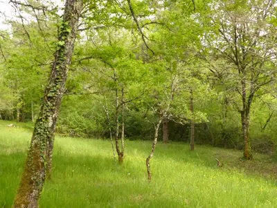 Paysage naturel près de la tente de luxe