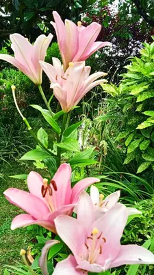 Jardin de l'établissement Chambre d'hôtes