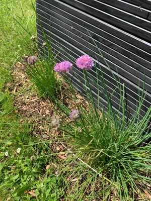 Jardin de l'établissement Maison Les Berrys