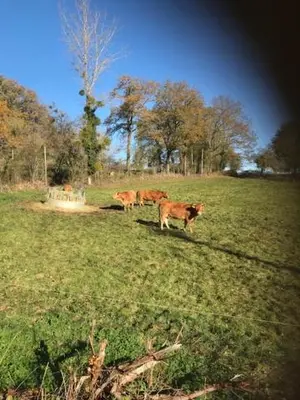 Animaux dans le B&B/chambre d'hôtes ou à proximité