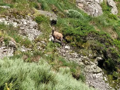 Animaux dans l'appartement ou à proximité