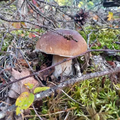 Plan de l'établissement Ma Cabane Au Bord Du Lac