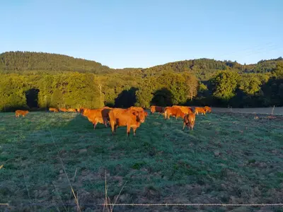 Animaux dans la maison de vacances ou à proximité