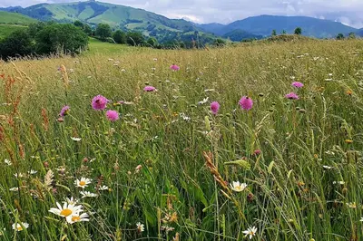 Paysage naturel près de la maison de vacances