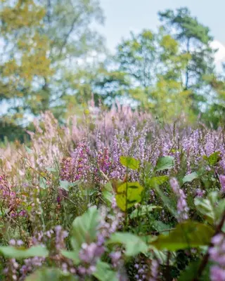 Jardin de l'établissement Gîtes Le Fer A Cheval Vassivière