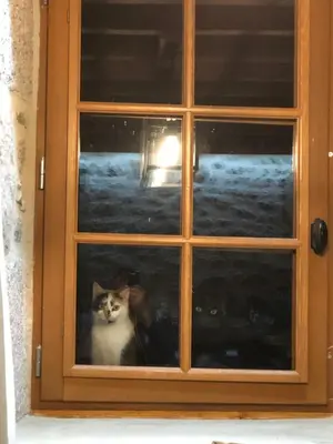 Animal ou animaux domestique(s) séjournant avec des clients dans l'établissement La petite Maison du Bonheur & Jacuzzi