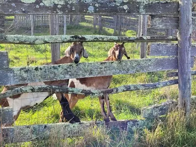 Animaux dans le camping ou à proximité