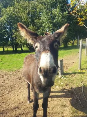 Animaux dans le camping ou à proximité
