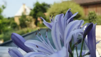 Jardin de l'établissement Le Clos d'Ô Maison de standing Le Milan avec sa piscine chauffée proche de Sarlat