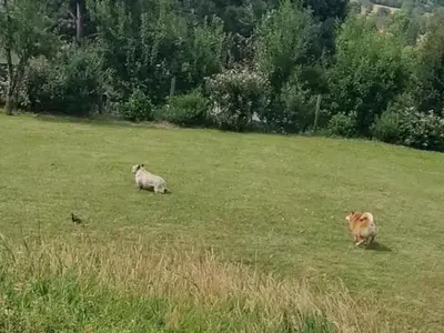 Animaux dans la maison de vacances ou à proximité