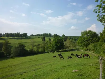Animaux dans la maison de vacances ou à proximité