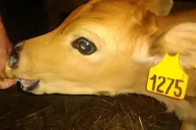Animaux dans la tente de luxe ou à proximité