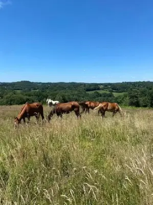 Animaux dans le camping ou à proximité