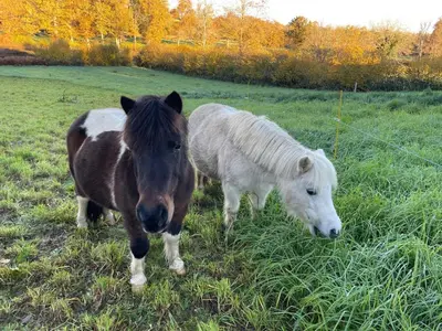 Animaux dans l'auberge de jeunesse ou à proximité