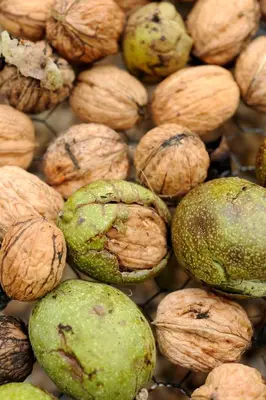 Plan de l'établissement Le Bourmier Anlhiac near Excideuil